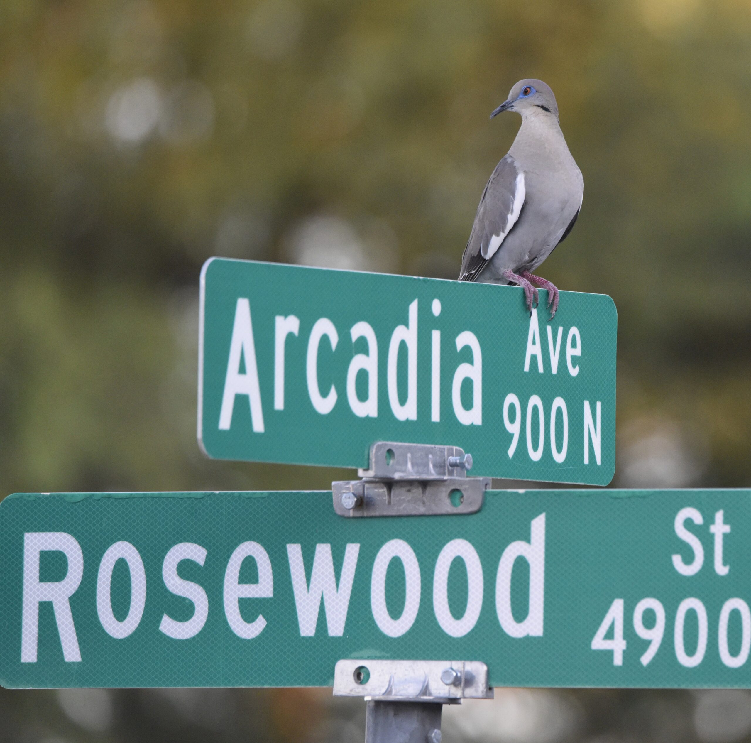 Street Signs